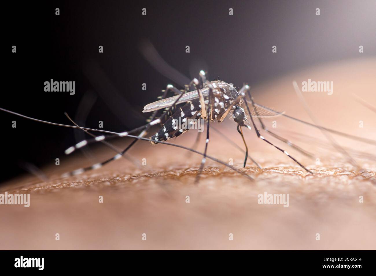 Le moustique tigre asiatique, identifiable par ses rayures blanches distinctives, perce la peau humaine avec son proboscis, se préparant à prélever le sang, mettant en évidence le Banque D'Images