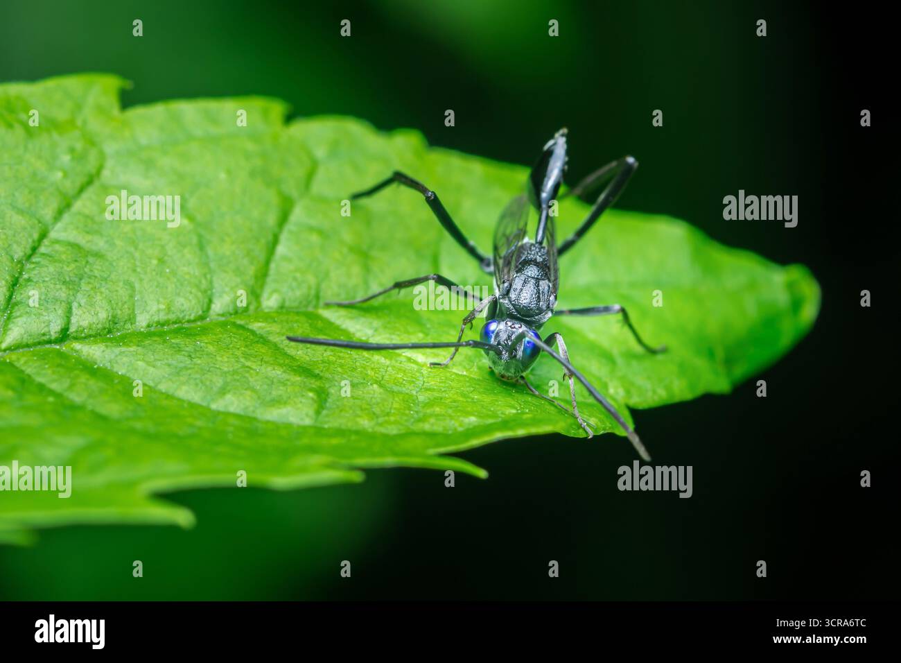 Guêpe noire aux ailes translucides et aux yeux bleus vifs perchés sur une feuille vert vif, macro gros plan montrant la texture fine du corps, les antennes et la veine des ailes Banque D'Images
