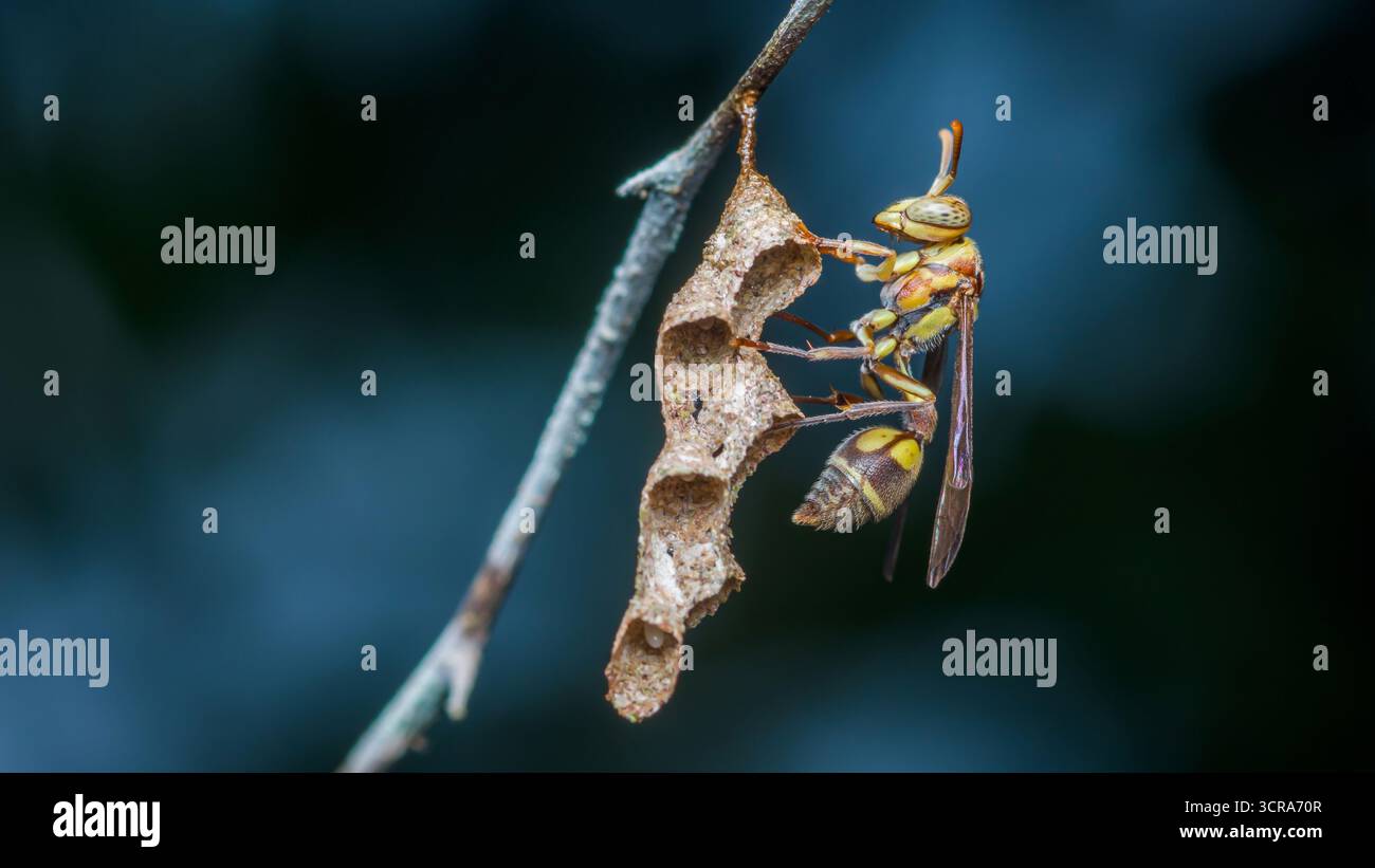 Le papier de construction des guêpes nichent sur une branche mince, ajoutant des cellules délicates à une structure suspendue complexe ; gros plan d'une guêpe en papier occupée au travail dans un natu Banque D'Images