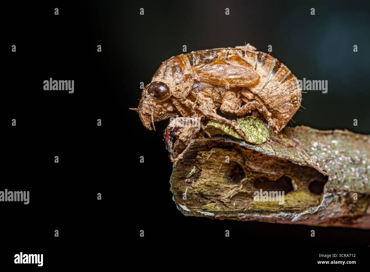 L'exosquelette de Cicada s'accroche à une branche d'arbre, montrant la coquille détaillée laissée après la mue finale de l'insecte, représentant les cycles de vie et le tr Banque D'Images