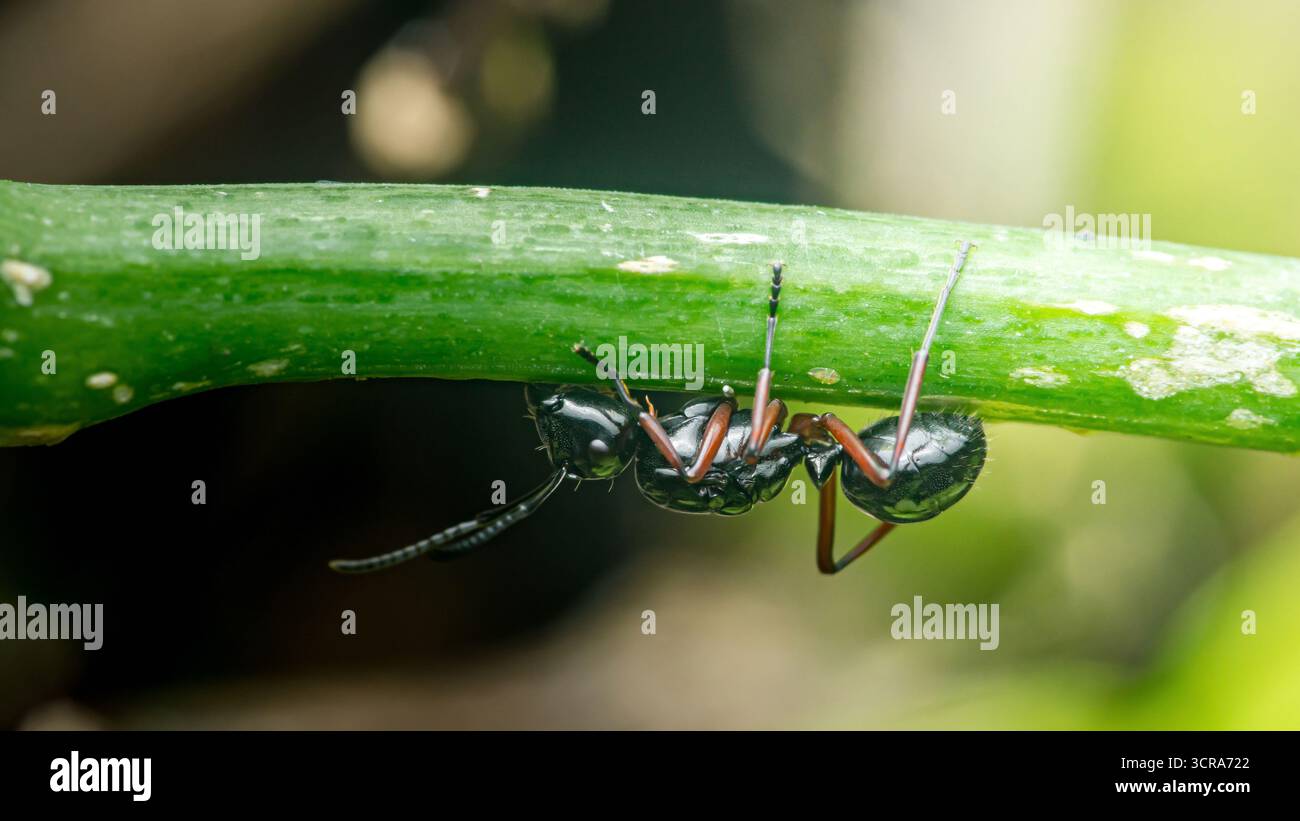 Fourmi noire montrant une forte adhérence tout en pendant à l'envers à une tige végétale verte vibrante dans son habitat naturel, démontrant l'adaptation et la résilience Banque D'Images