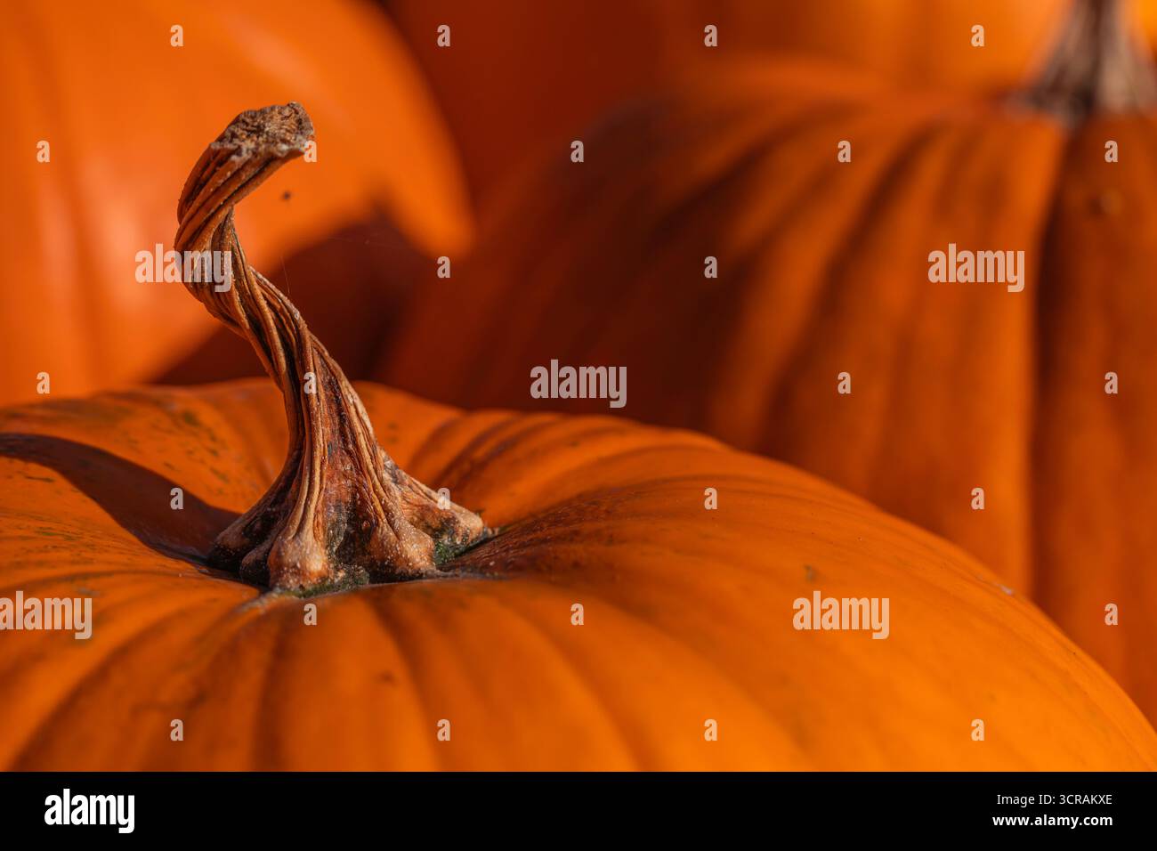 Macro gros plan de citrouille (Cucurbita pepo) avec tige sèche texturée et faible profondeur de champ, fond saisonnier de récolte de légumes d'automne Banque D'Images
