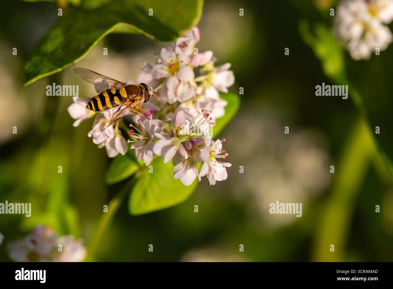 Macro gros plan de la mouche aérienne (Syrphidae) se nourrissant de fleurs blanches, pollinisant, faible profondeur de champ, photo de stock de pollinisateur à la lumière naturelle Banque D'Images