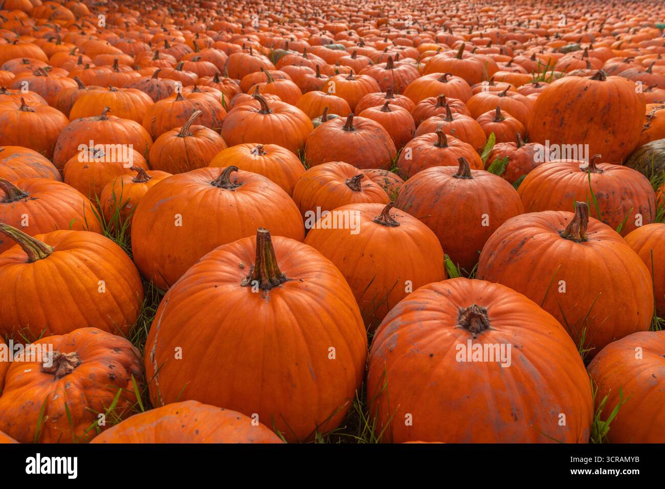 Gros plan large de citrouilles oranges dans un champ, récolte de pepo Cucurbita avec des tiges et une croûte texturée sur un sol herbeux, plan extérieur à angle bas en l naturel Banque D'Images