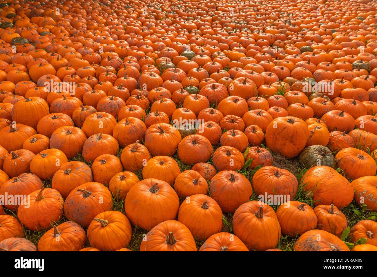 Patch de citrouille d'automne avec des centaines de citrouilles orange Cucurbita pepo sur l'herbe, scène de récolte d'automne, plan de paysage grand angle, lumière naturelle Banque D'Images