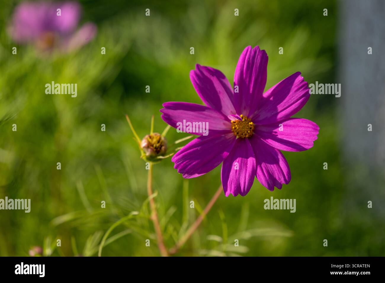 Superbe fleur de cosmos rose en pleine floraison avec centre jaune, capturée dans une lumière naturelle chaude. Une photo florale fraîche et éclatante idéale pour la nature, Banque D'Images