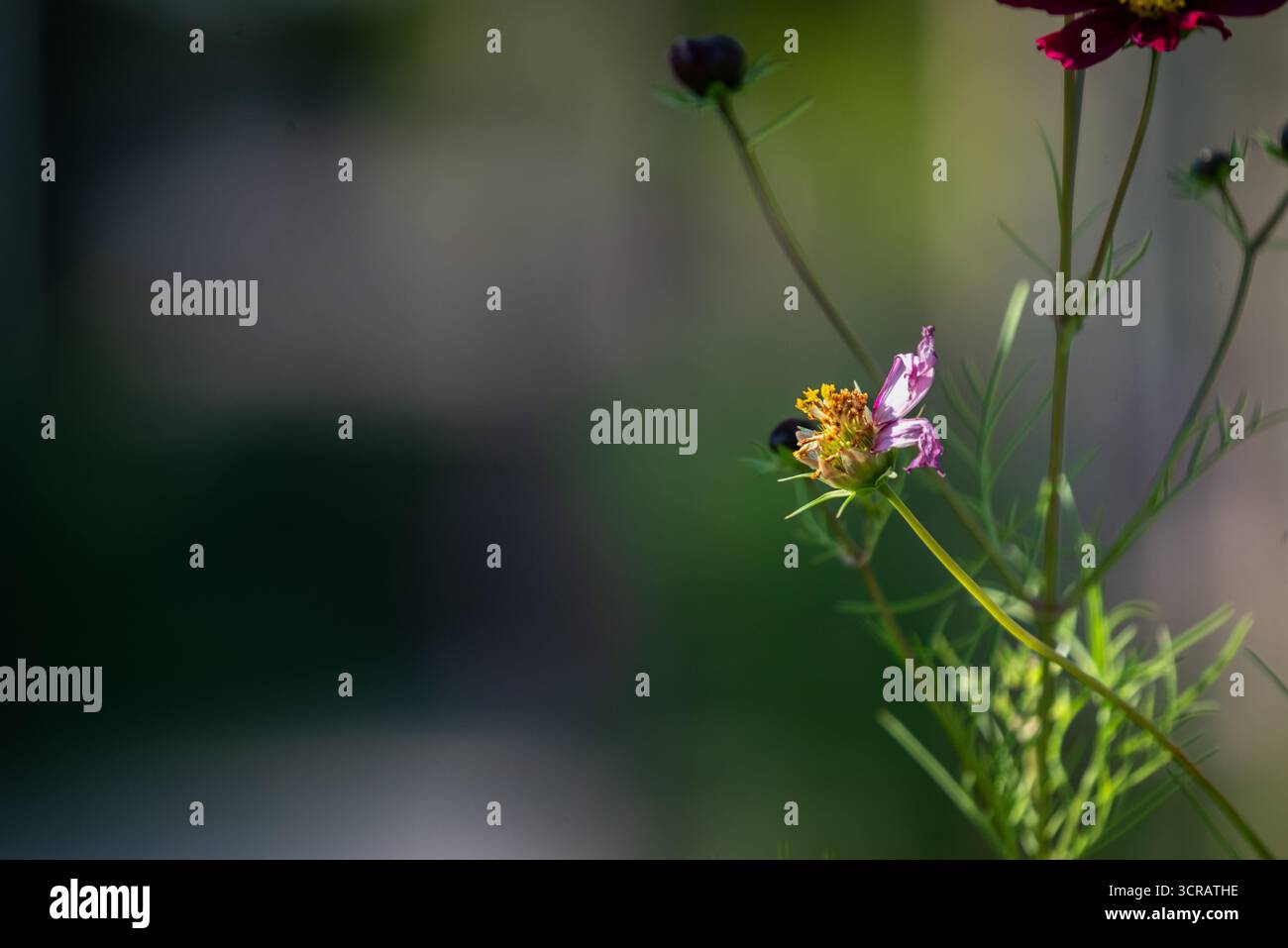 Gros plan d'une fleur de cosmos fanée avec un insecte sur ses pétales, sur un fond flou doux. Macro symbolique pour les cycles naturels, écologie, an Banque D'Images Gros plan d'une fleur de cosmos fanée avec un insecte sur ses pétales, sur un fond flou doux. Macro symbolique pour les cycles naturels, écologie, an Banque D'Images