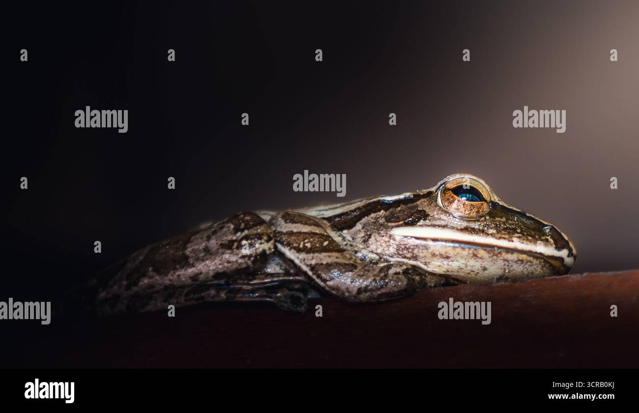 Macro gros plan du visage d’une grenouille brune avec une peau détaillée et des yeux dorés, montrant texture et profondeur. Portrait amphibien dans l'habitat naturel, la faune. Banque D'Images