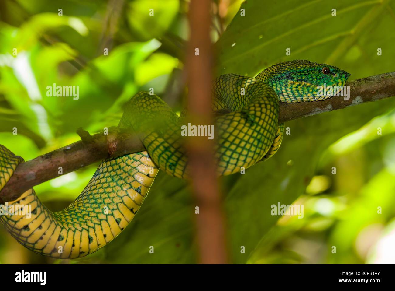 Vipère de fosse à quille de Bornéo (Tropidolaemus subannulatus) enroulé sur une branche d'arbre Banque D'Images