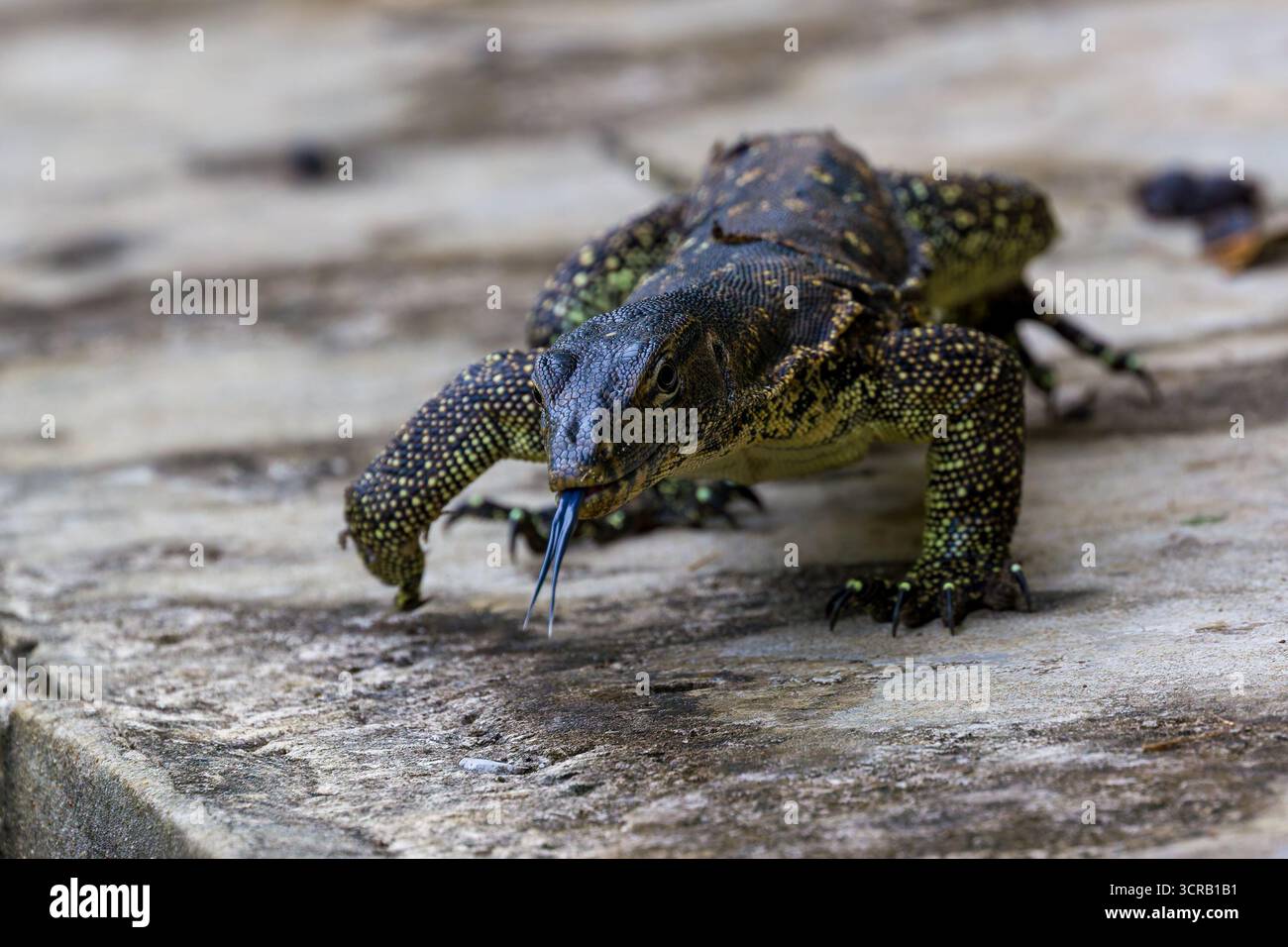 Lézard de surveillance de l'eau asiatique (Varanus salvator) battant sa langue bleue fourchue Banque D'Images