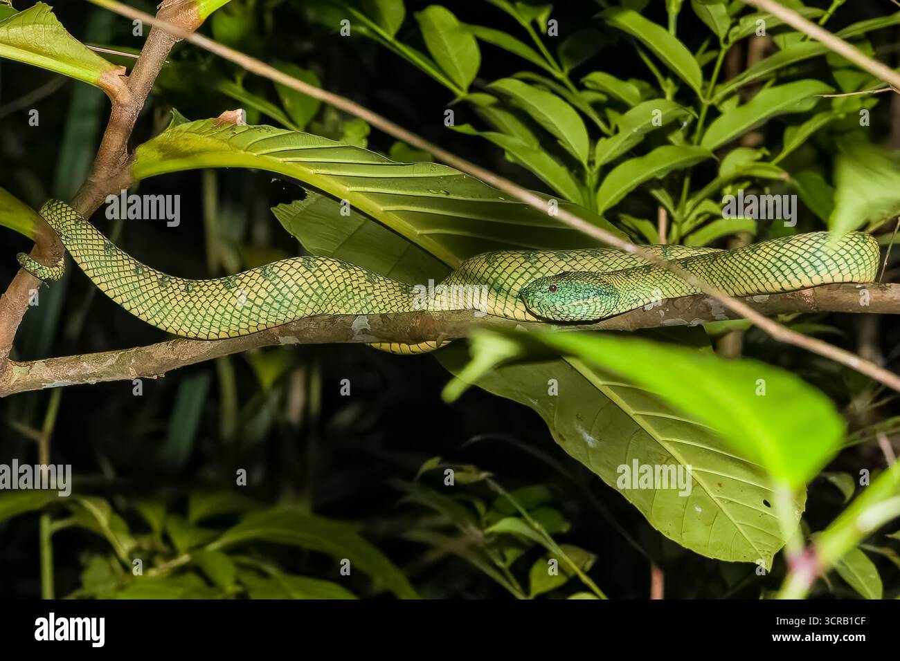 Serpent de vipère sauvage reposant sur une branche d'arbre dans les jungles de Bornéo, Malaisie Banque D'Images