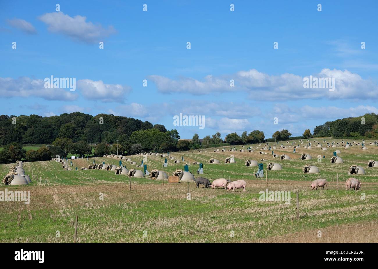 porcs en plein air et logement en champ, stody, nord de norfolk, angleterre Banque D'Images