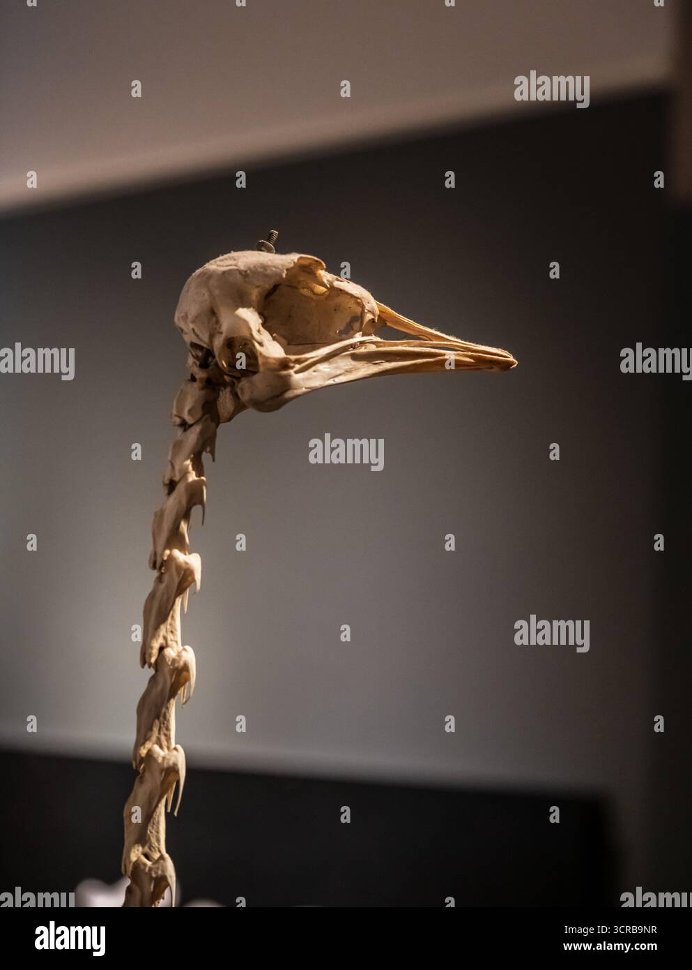 Présentoir de squelette d'oiseau avec cou allongé Banque D'Images