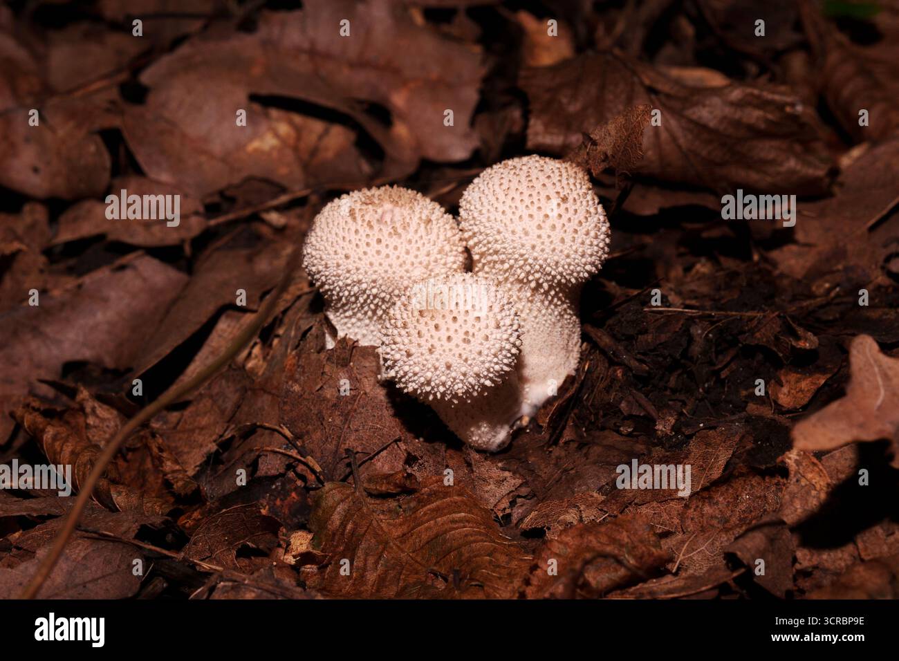 Trois boules épineuses de champignons parmi les feuilles sèches. Banque D'Images