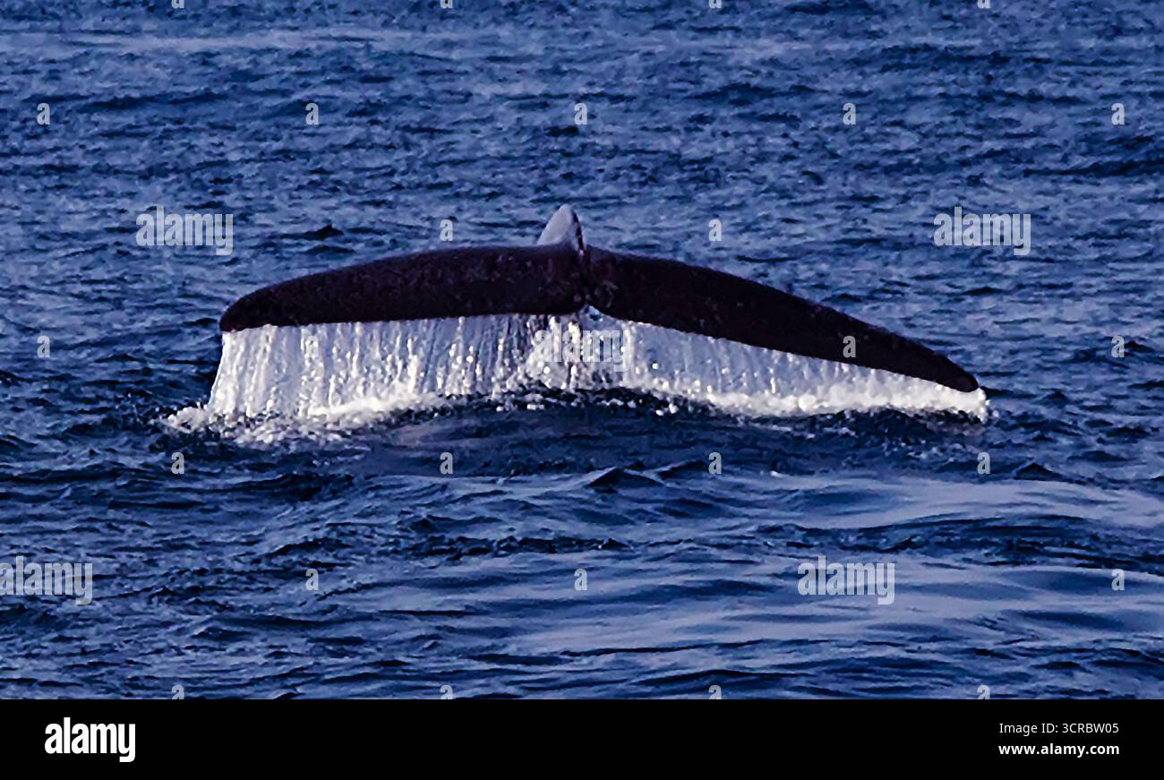 Queue chute d'eau baleine à bosse, queue de baleine bleue plongez dans la faune aquatique Banque D'Images