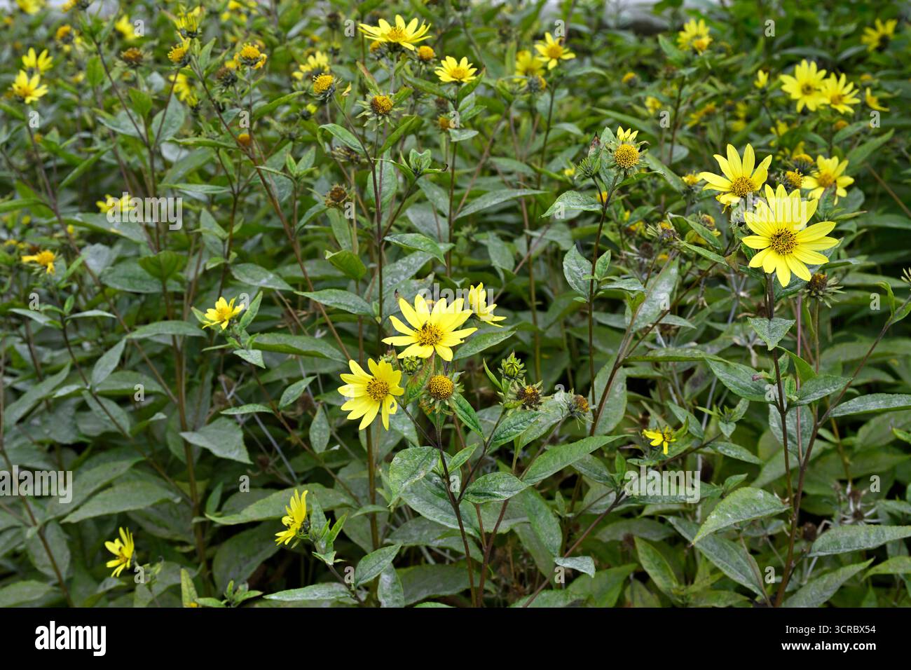 Fleurs jaunes d'été de tournesol vivaces, Helianthus 'Lemon Queen' ou Heliopsis helianthoides 'Limelight' UK Garden septembre Banque D'Images