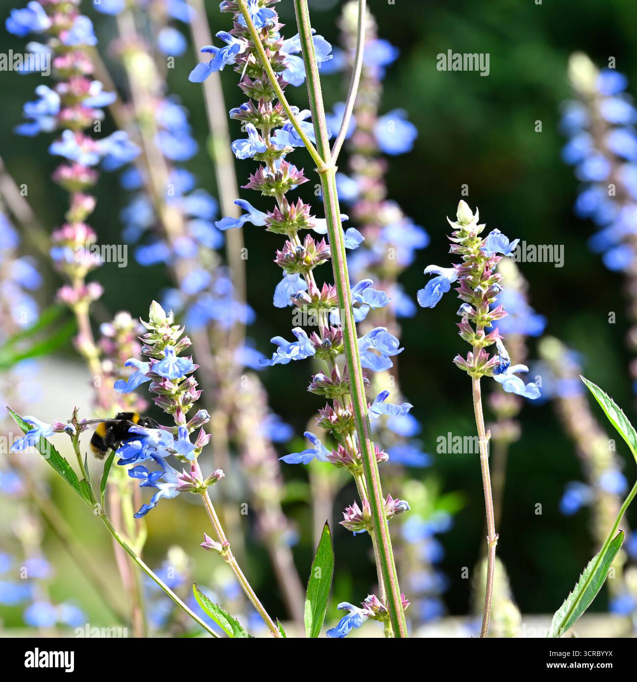 Jolies fleurs bleu pâle délicates de Salvia uliginosa ou de sauge de marais UK Garden septembre Banque D'Images