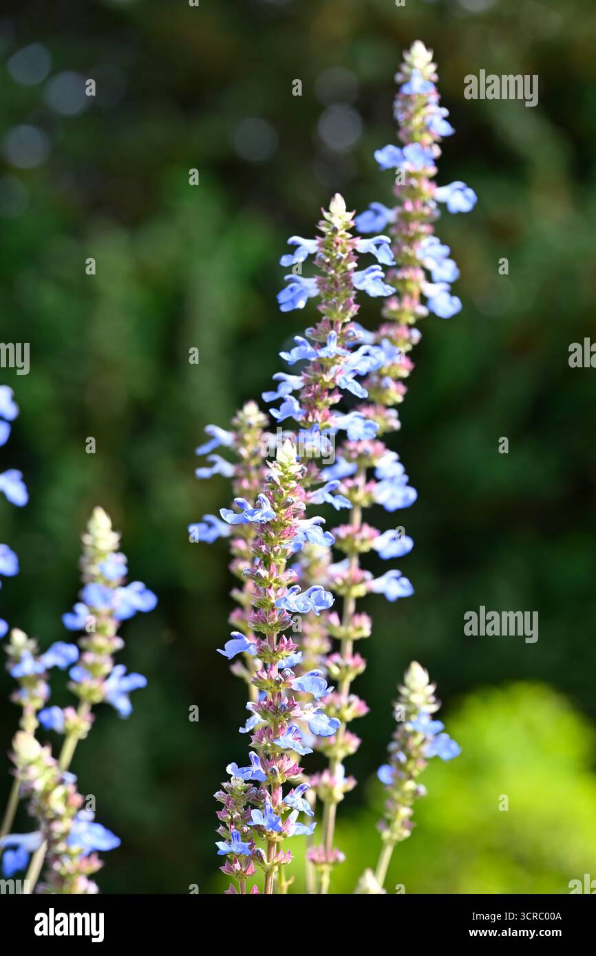 Jolies fleurs bleu pâle délicates de Salvia uliginosa ou de sauge de marais UK Garden septembre Banque D'Images