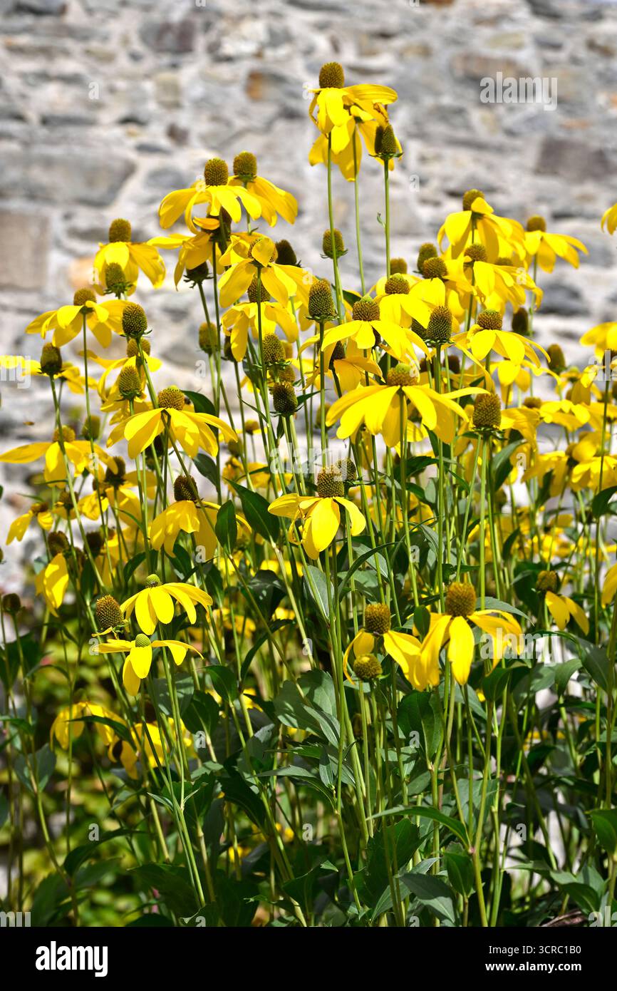 Fleurs jaunes de fin d'été de coneflower Rudbeckia laciniata 'Juligold' UK jardin septembre Banque D'Images