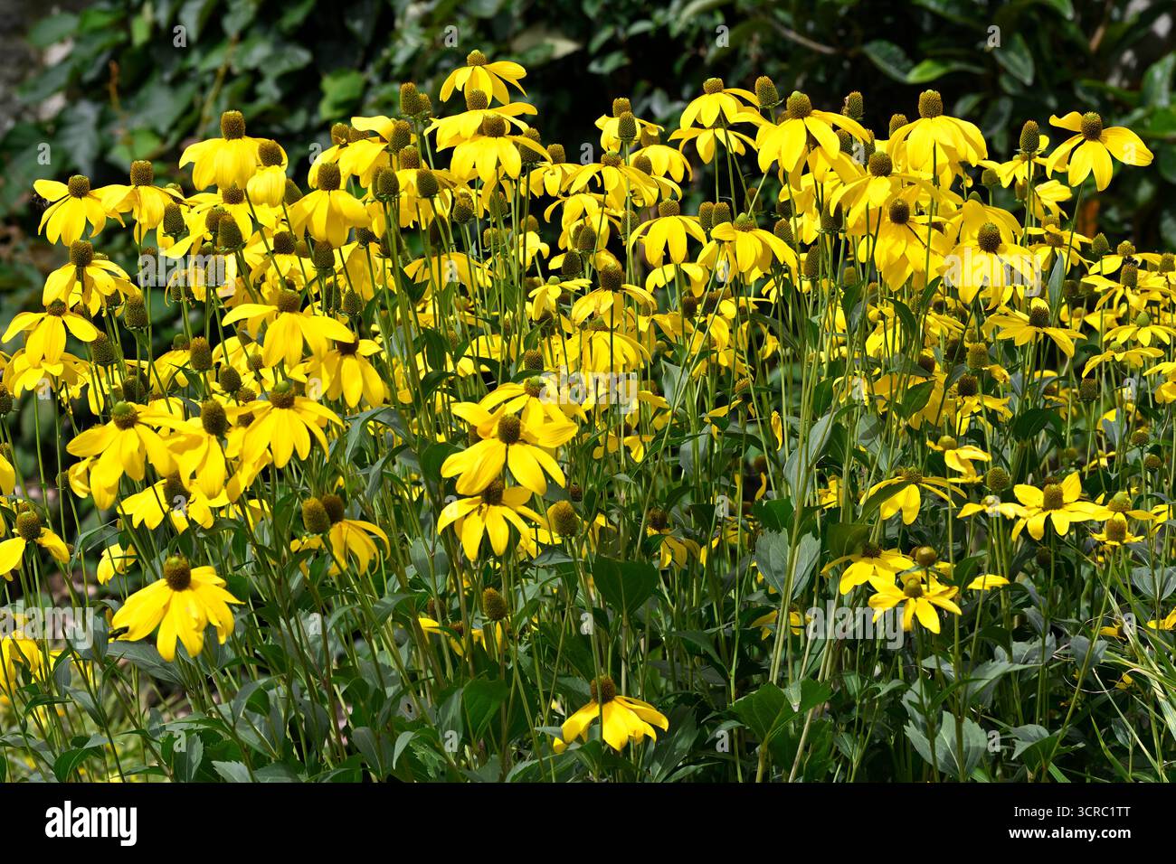 Fleurs jaunes de fin d'été de coneflower Rudbeckia laciniata 'Juligold' UK jardin septembre Banque D'Images