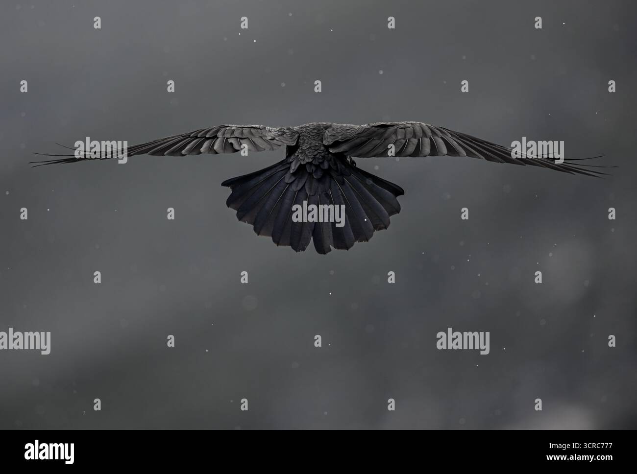 Corbeau en vol sous la neige grise (Corbeau commun, Cuervo Común, Corvus corax) Banque D'Images