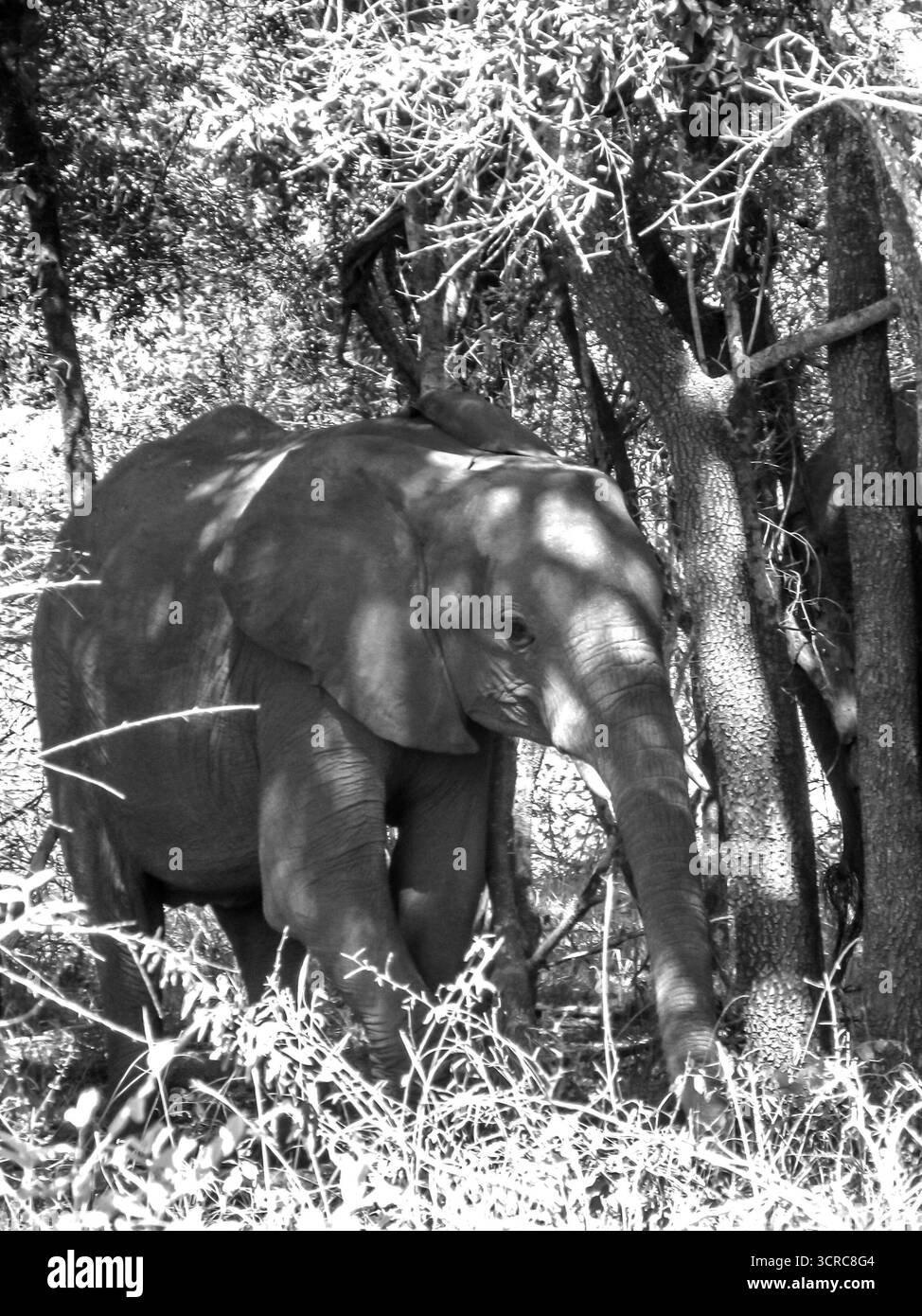 Un bébé éléphant d'Afrique, Loxodonta africana, debout à l'ombre d'un fourré d'acacia, dans le Bush Banque D'Images