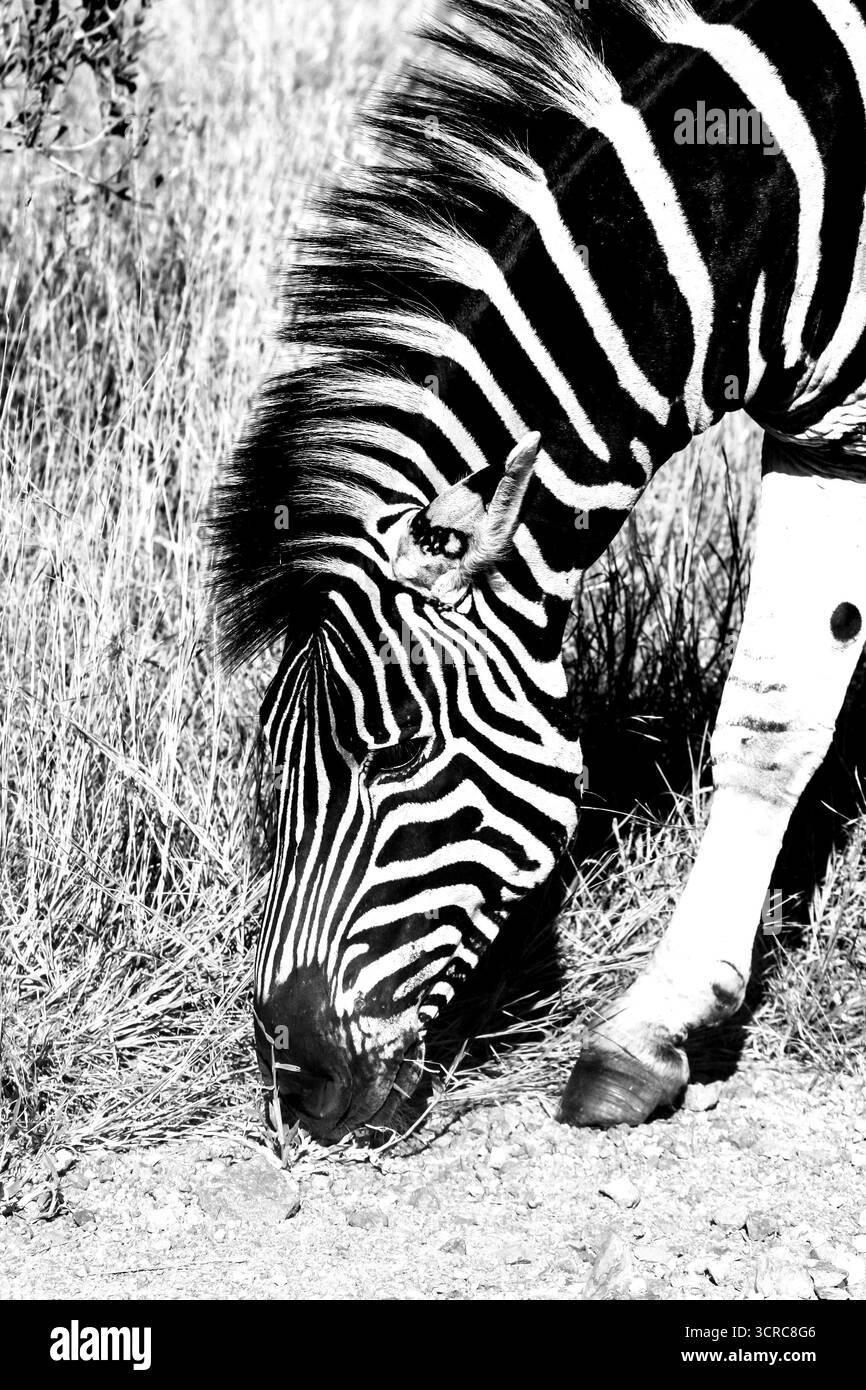 Plan de tête d'un zèbre de pâturage occupé paître sur l'herbe au bord d'une route touristique dans le Parc national Kruger d'Afrique du Sud Banque D'Images