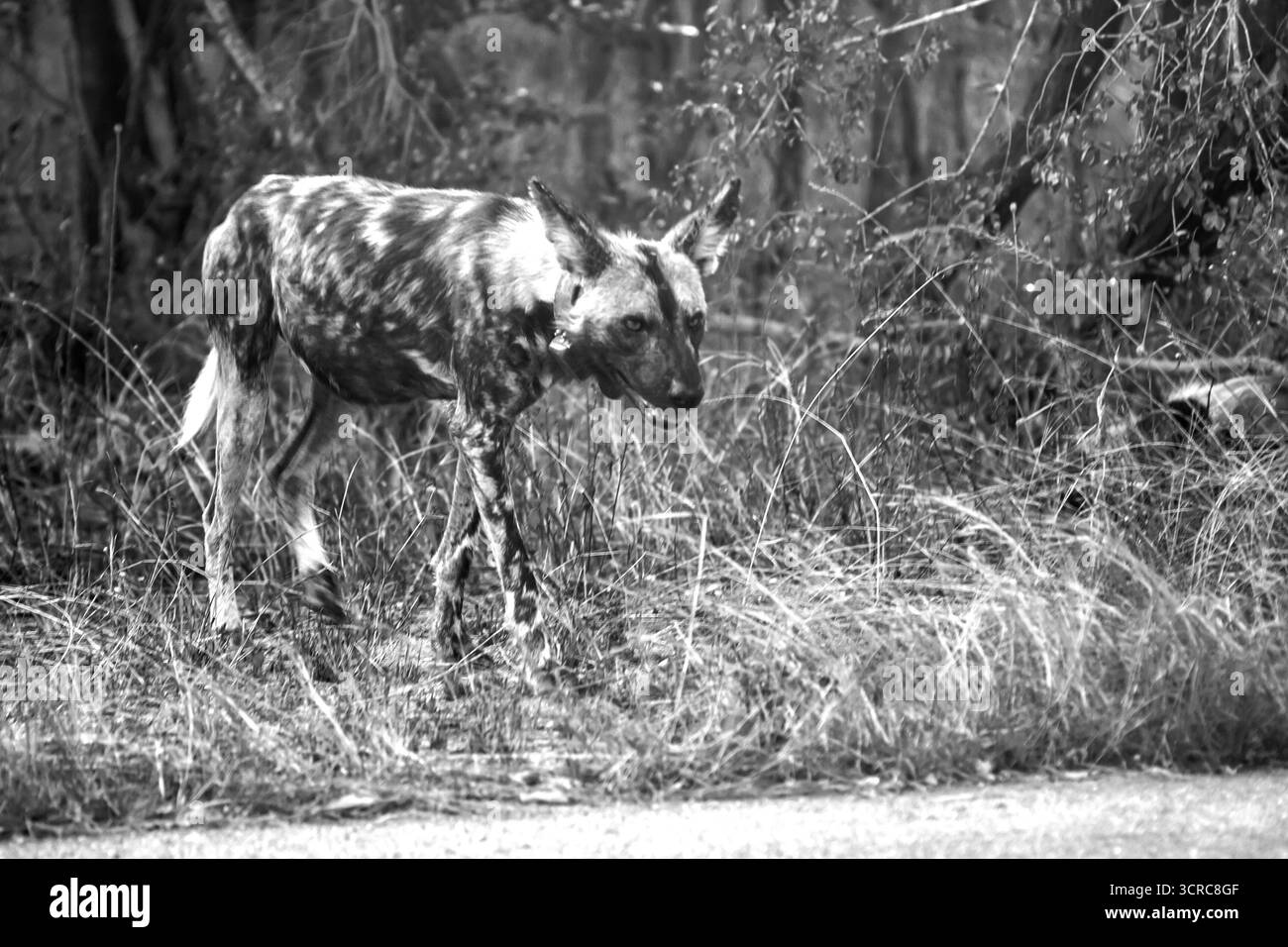 Un chien sauvage africain, Lycaon pictus, en noir et blanc, sortant des bois de la partie sud du parc national Kruger, en Afrique du Sud Banque D'Images