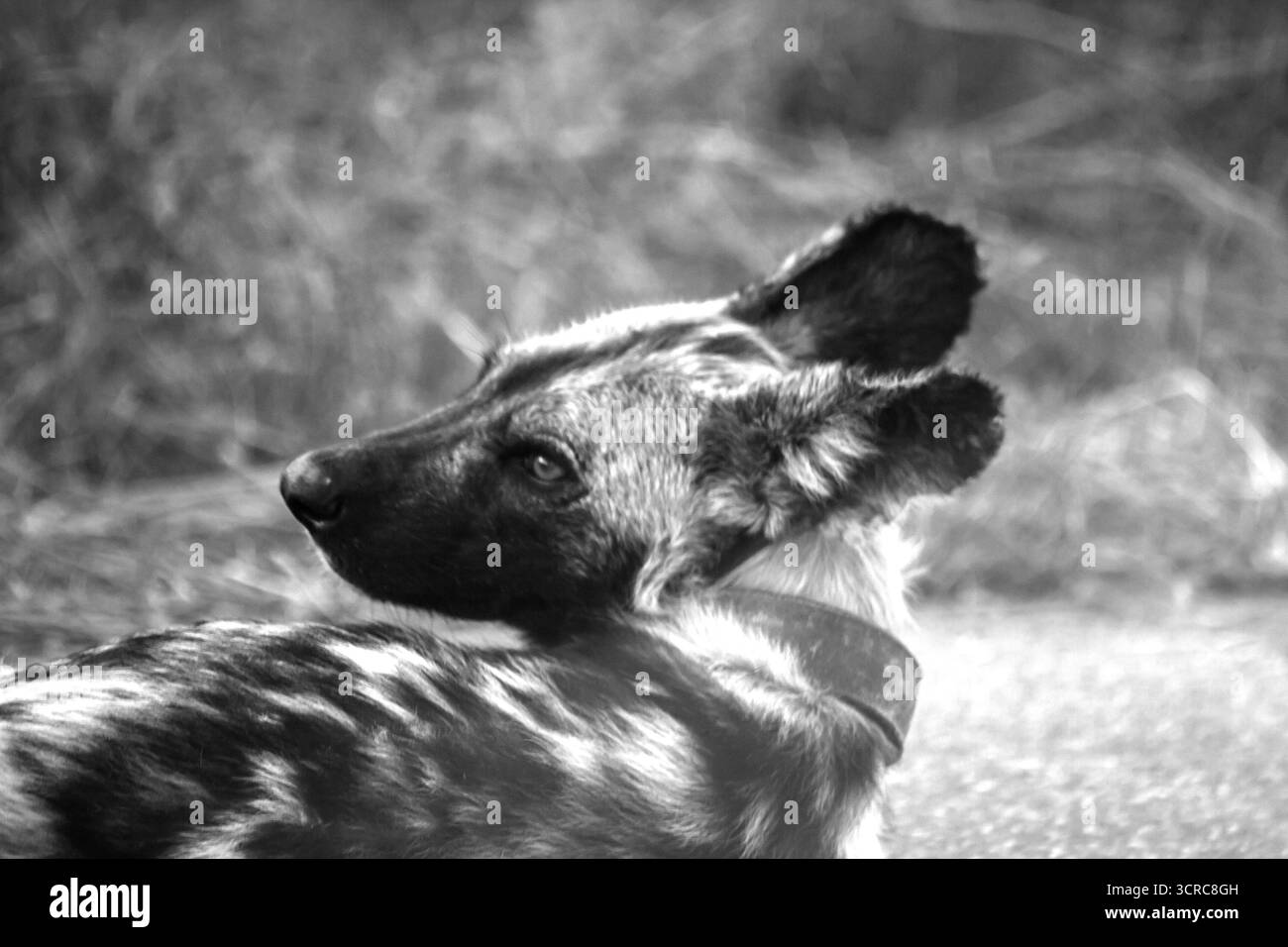 Photographie en noir et blanc du visage d'un chien sauvage africain, Lycaon pictus, levant les yeux, dans le parc national Kruger, Afrique du Sud. Ces prédateurs, Banque D'Images