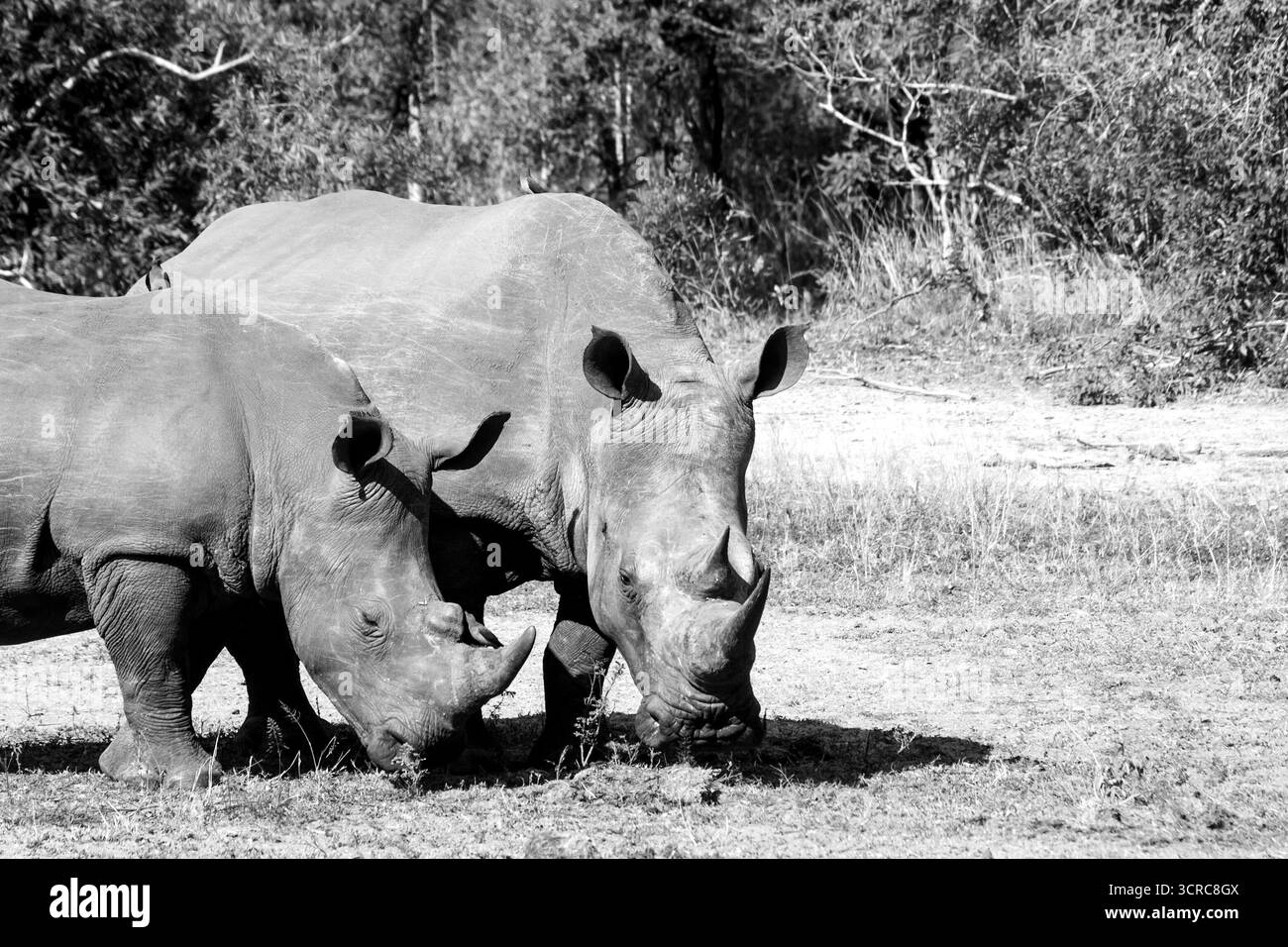 Une femelle rhinocéros blanc du Sud, Ceratotherium simum, et son veau presque mature, en noir et blanc, Banque D'Images