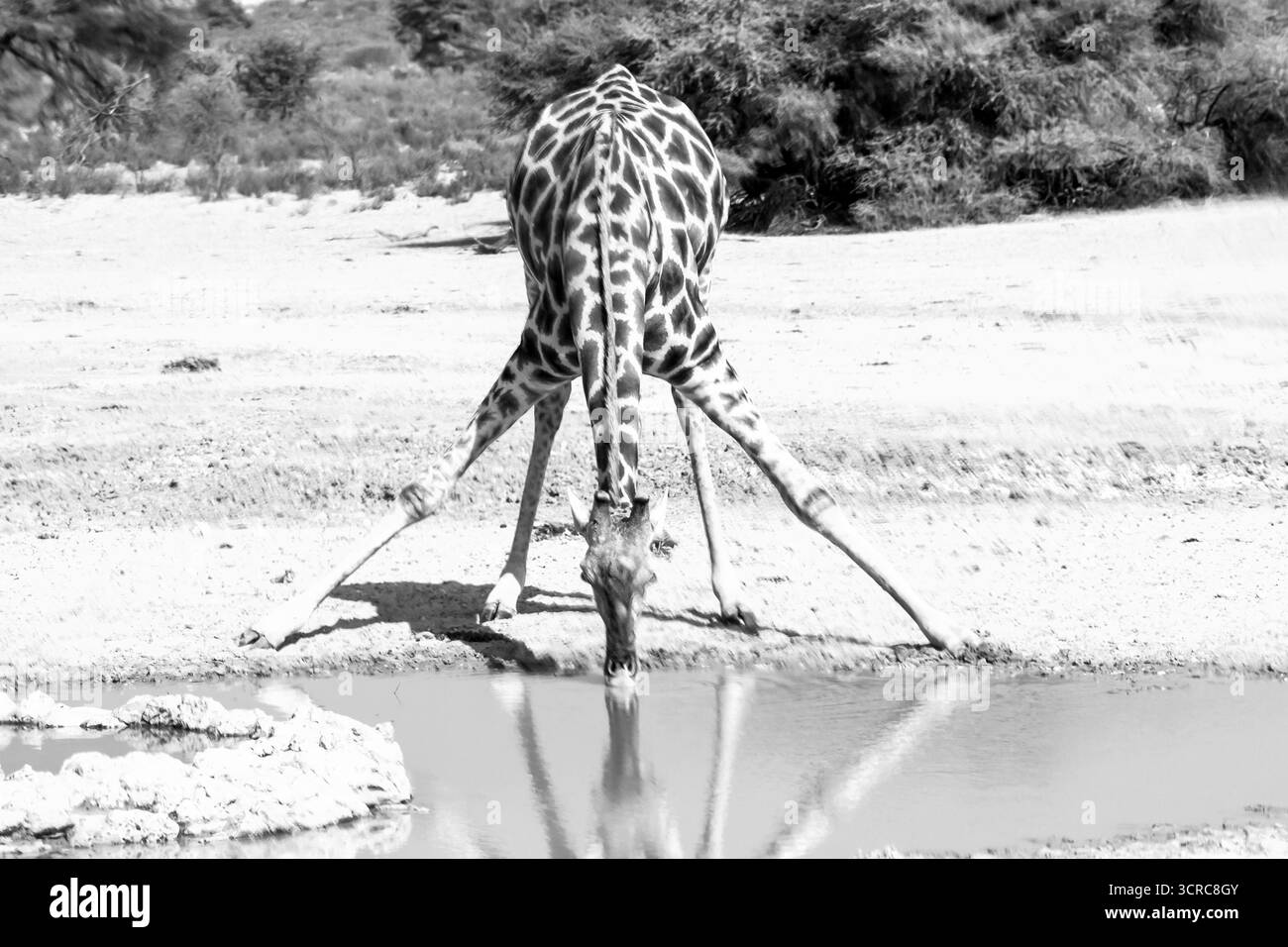 Photo en noir et blanc d'une girafe, Giraffa Camelopardalis, buvant dans l'un des nombreux trous d'eau artificiels de la rivière Auob asséchée Banque D'Images