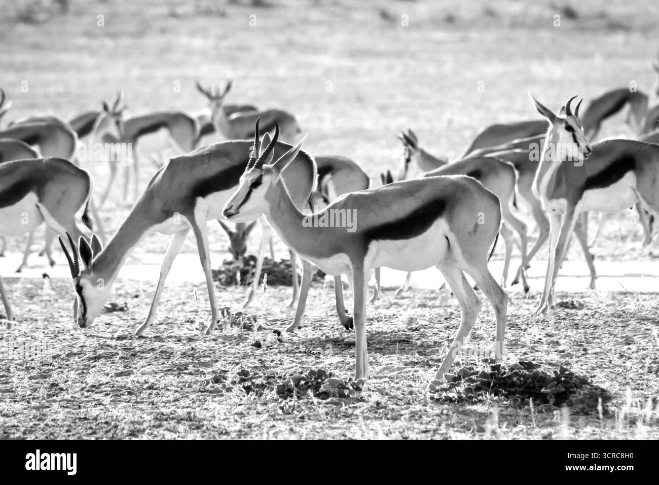 Un troupeau de Springbok, en noir et blanc sur les plaines arides sèches du désert du Kalahari en Afrique du Sud. Banque D'Images
