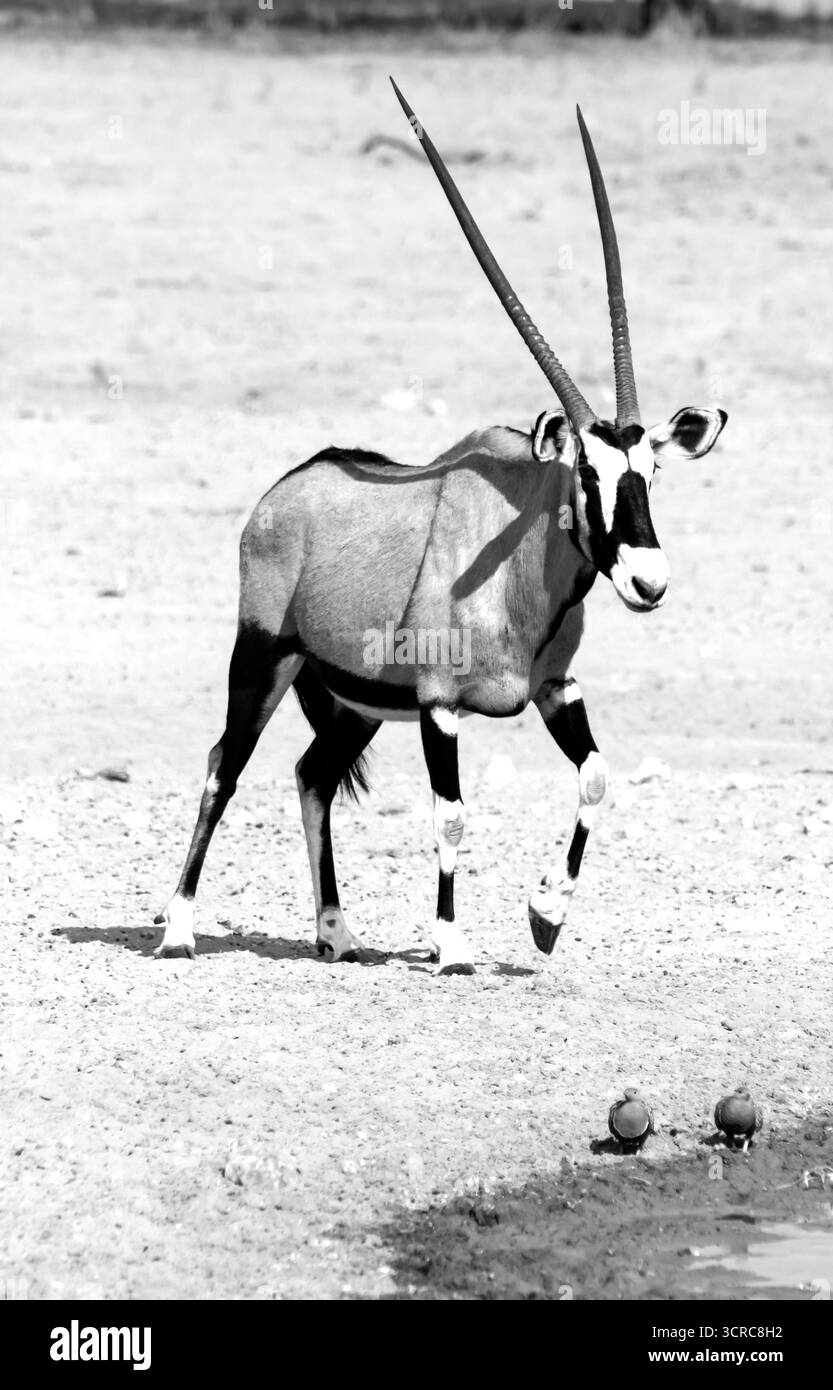 Un Gemsbok solitaire, Oryx Gazella, en noir et blanc, marchant vers un point d'eau dans le lit sec de la rivière Auob dans le parc national de Kgalagadi Banque D'Images