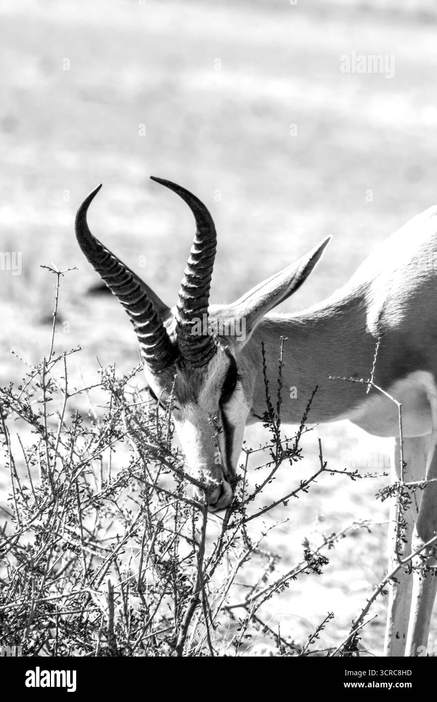 Vue en noir et blanc d'un Springbok en pleine exploration, Antidorcas marsupialis, dans le désert du Kalahari en Afrique du Sud Banque D'Images