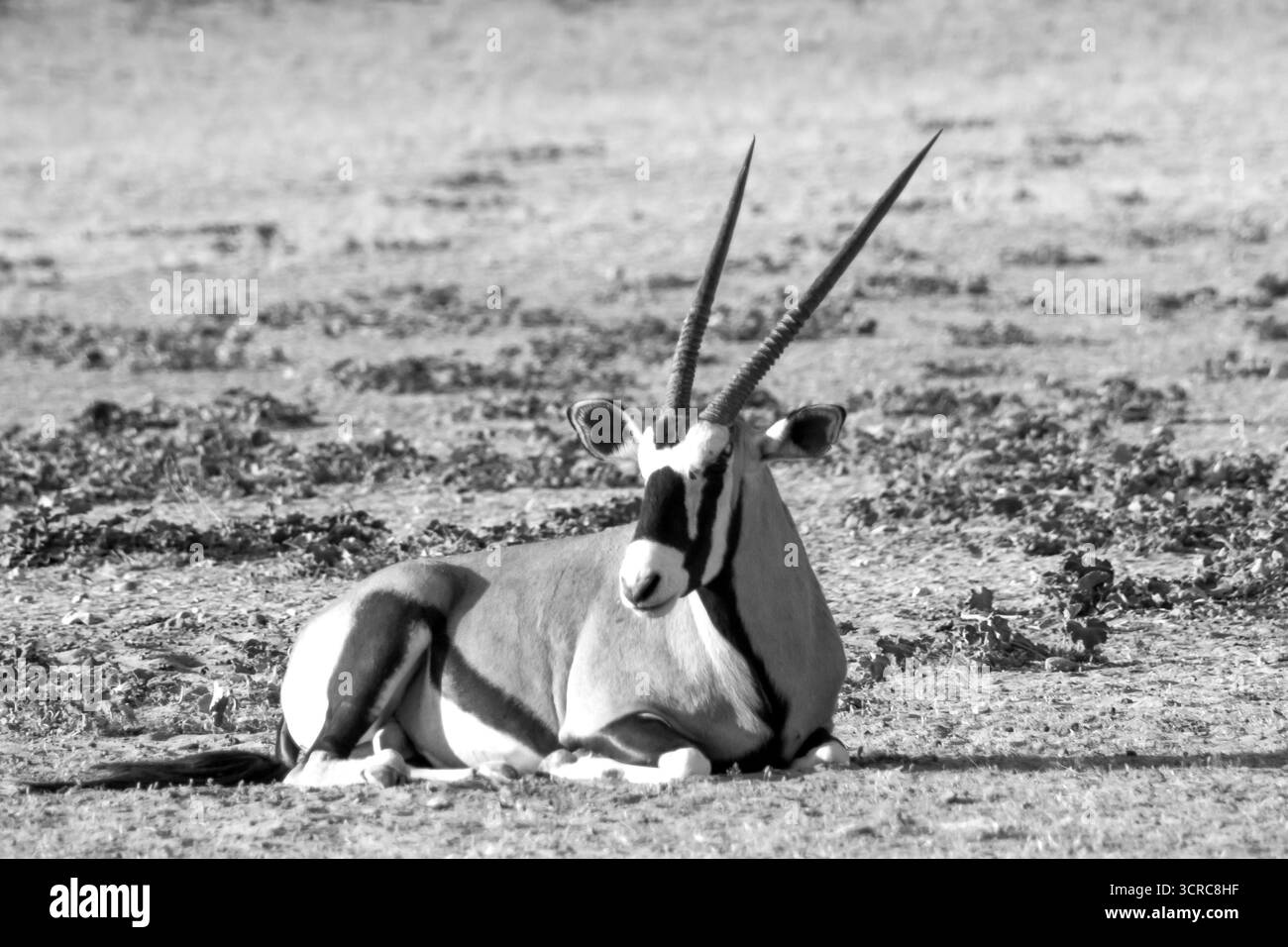 Un Gemsbok solitaire, Oryx Gazella, couché dans le désert du Kalahari en Afrique du Sud en noir et blanc Banque D'Images