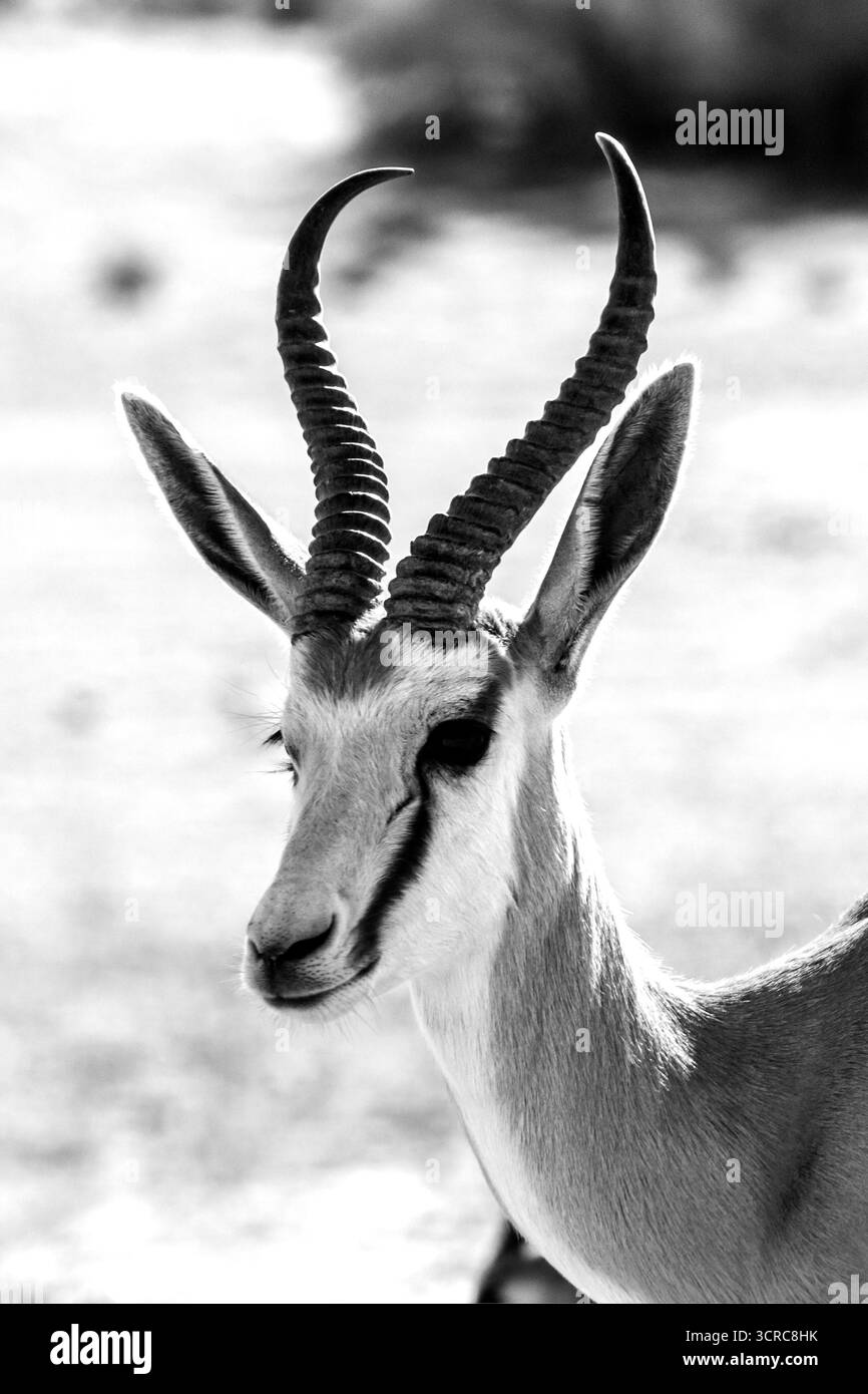 Profil d'un Springbok Ram, Antidorcus Marsupialis, en noir et blanc Banque D'Images