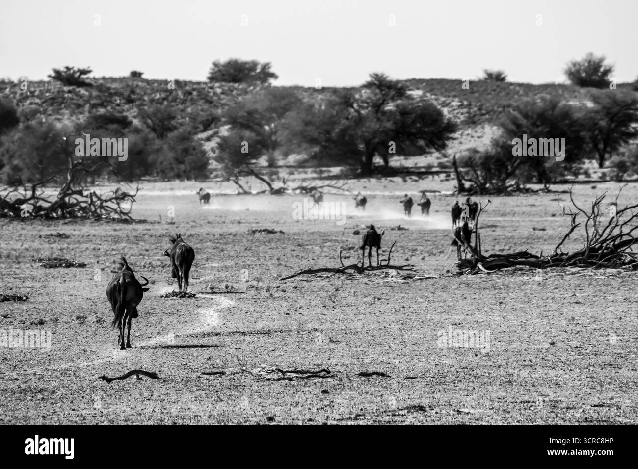 Paysage aride noir et blanc étrange avec une ligne de gnous bleu marchant dessus, photographié dans le désert du Kalahari en Afrique du Sud. Banque D'Images