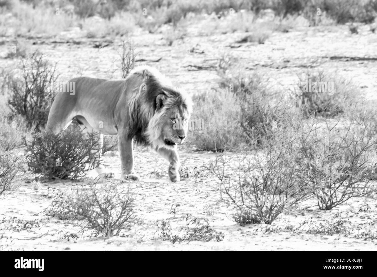 Un majestueux lion mâle à mannequin (Panthera Leo), occupé à patrouiller son territoire dans le désert du Kalahari en Afrique australe en noir et blanc Banque D'Images