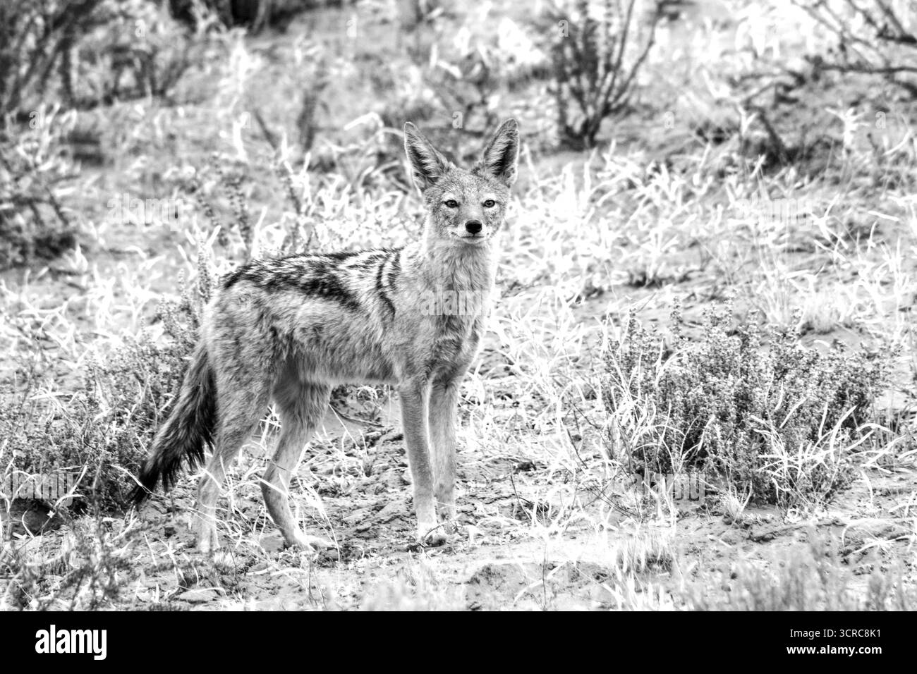 Vue en noir et blanc d'un Jackal à dos noir dans la savane sablonneuse du désert du Kalahari en Afrique du Sud, Banque D'Images