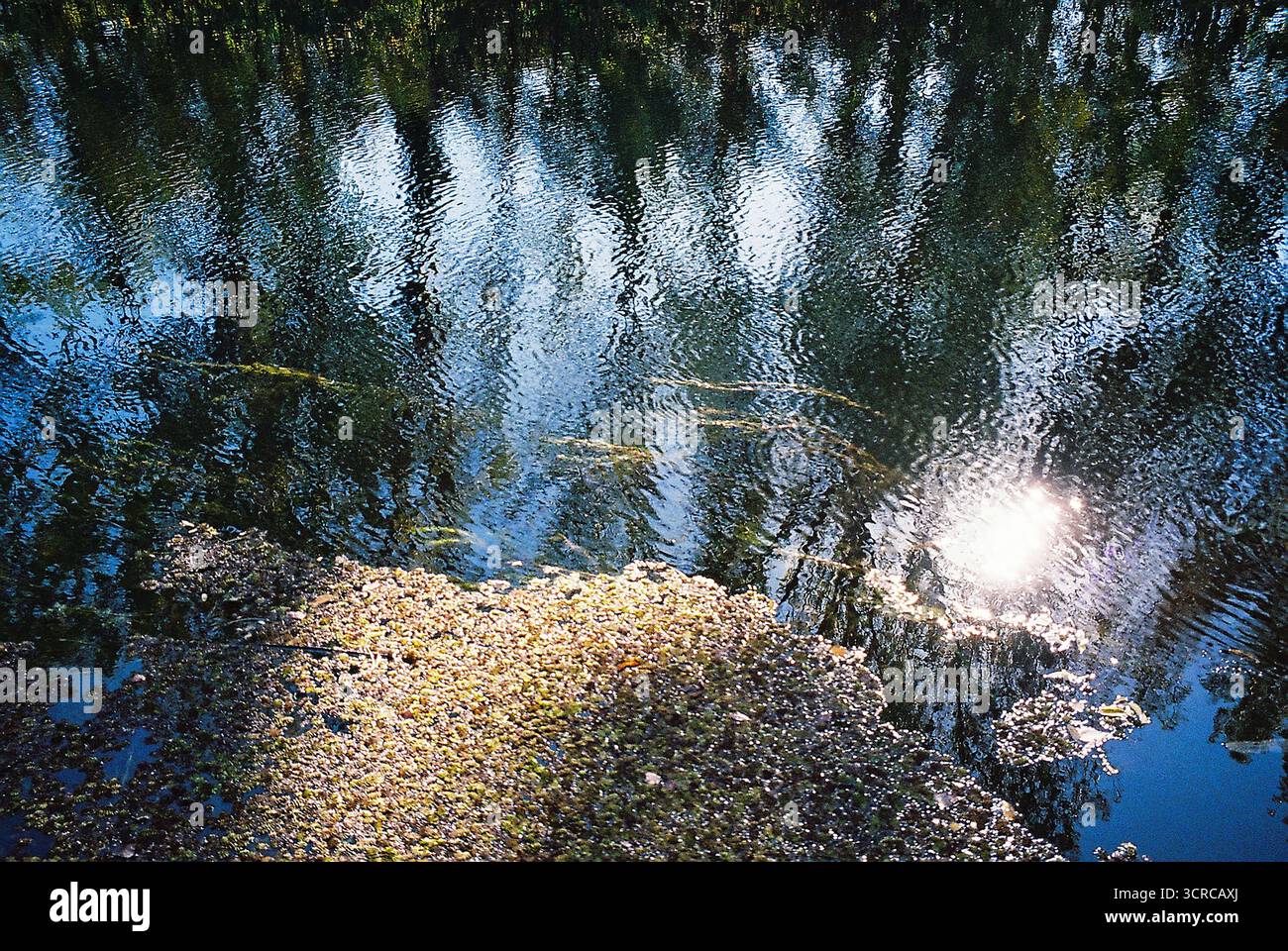 Photo couleur de réflexion forestière le long de la rive du Grand canal Bačka à Sombor. L'eau calme reflète les arbres et la lumière - serein et vif. Banque D'Images