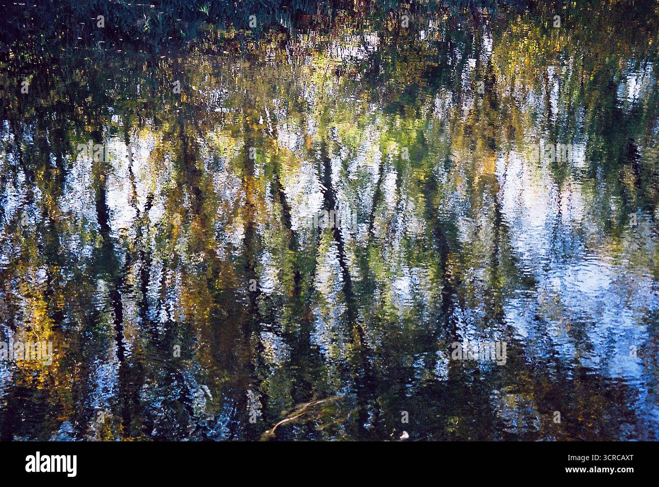 Photo couleur de réflexion forestière le long de la rive du Grand canal Bačka à Sombor. L'eau calme reflète les arbres et la lumière - serein et vif. Banque D'Images