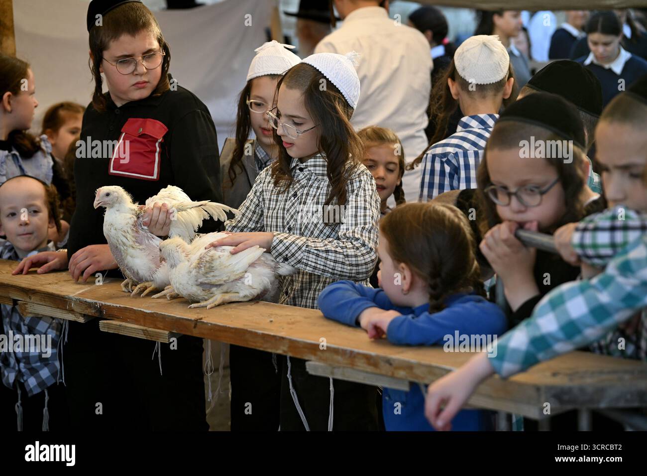 Jérusalem, Israël. 30 septembre 2025. Un garçon juif ultra-orthodoxe tient des poulets à utiliser dans l’ancien rituel juif de Kapparot à Mea Shearim à Jérusalem, le mardi 30 septembre 2025. Le rituel Kapparot est exécuté avant Yom Kippour, le jour des Expiations, tandis que la personne prie en balançant un poulet sur sa tête, ce qui transfère symboliquement les péchés de l'année passée au poulet. Yom Kippour est le jour le plus Saint de l'année juive et commence au coucher du soleil le 1er octobre. Photo de Debbie Hill/ crédit : UPI/Alamy Live News Banque D'Images