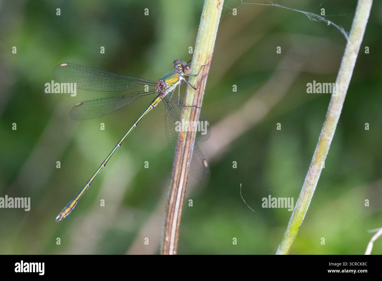 Willow Emerald Damselfly (Chalcolestes viridis) était assis sur une tige, Yorkshire Angleterre Banque D'Images