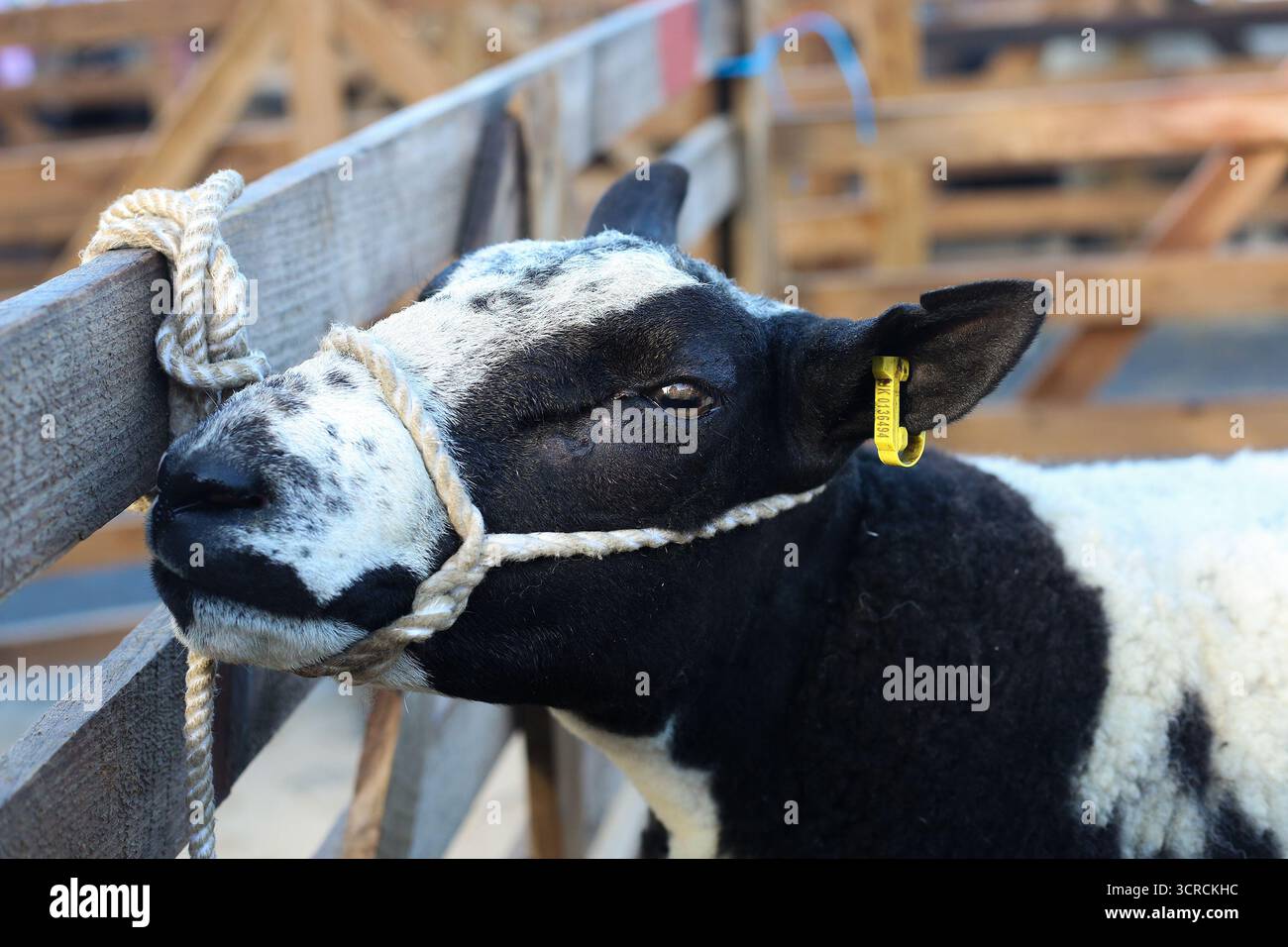 40th Masham Sheep Fair, Masham, North Yorkshire, Angleterre Banque D'Images