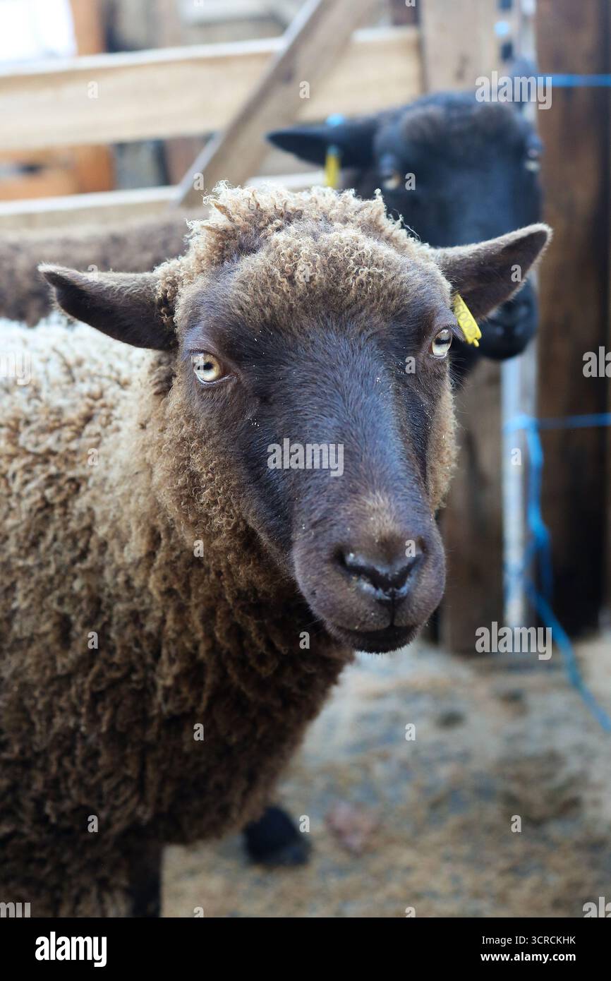 40th Masham Sheep Fair, Masham, North Yorkshire, Angleterre Banque D'Images