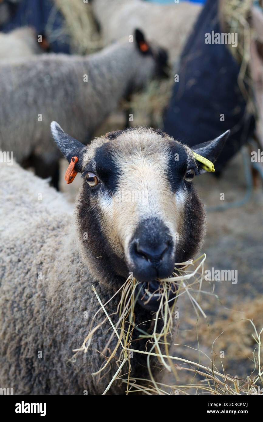 40th Masham Sheep Fair, Masham, North Yorkshire, Angleterre Banque D'Images