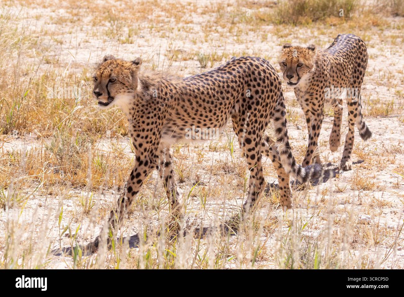 Guépards (Acinonyx jubatus) traversant la rivière Auob asséchée, parc national transfrontalier de Kgalagadi, Kalahari, Afrique du Sud. Liste rouge de l'UICN vulnérable Banque D'Images