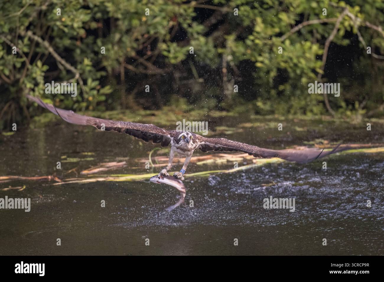 Osprey volant avec une truite dans ses talons Banque D'Images Osprey volant avec une truite dans ses talons Banque D'Images