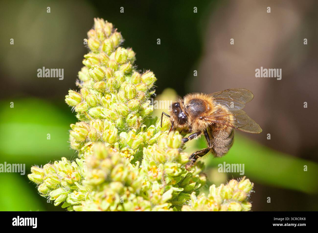 WESTERN Honey Bee ou European Honey Bee (Apis mellifera) recherche de nectar sur les fleurs de Rhus, Nouvelle-Aquitaine, France Banque D'Images