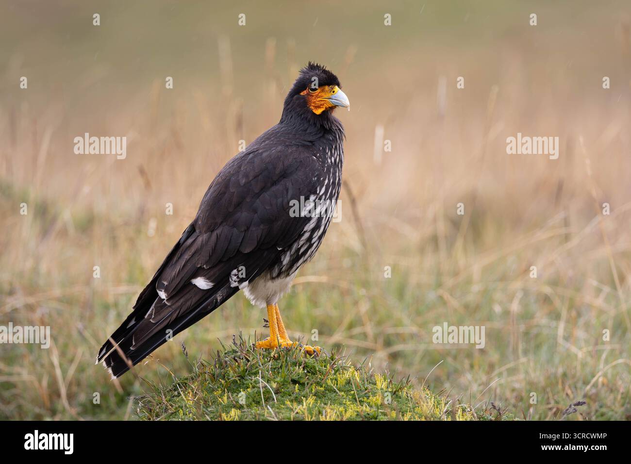 Caracara caronculé (Phalcoboenus carunculatus) perché sur la végétation páramo, Parc national d'Antisana, Équateur. Banque D'Images